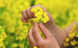 Желтые цветы рапса на фоне поля, руки держат цветок - СРР 36112 КЛ