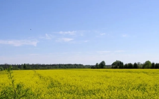Поле рапса под голубым небом - Тарту