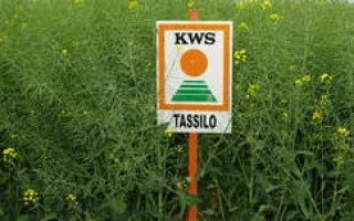 Знак с надписью TASSILO на фоне рапса - ТАССИЛО F1