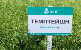 Зеленая культура с табличкой TEMPTATION на русском языке - Темптейшн