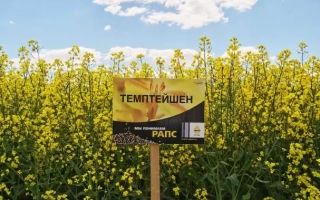 Темптейшен