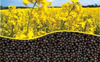 Поле рапса с желтыми цветами и семенами на переднем плане - Торес