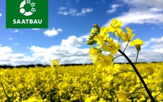 Поле рапса под голубым небом с логотипом SAATBAU - Торонто