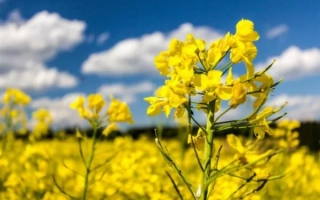 Поле рапса под голубым небом с белыми облаками - ТРЕЗЗОР