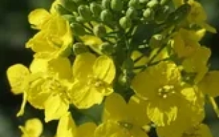 Цветущий рапс, желтые цветы и зеленые бутоны - Триангель