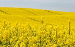 Желтое поле рапса, соответствующее категории Рапс - Триатлон