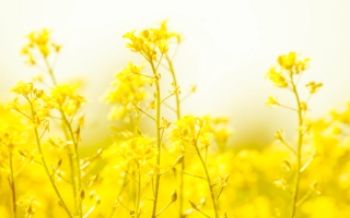 Желтые цветы рапса на размытом фоне - Тринидад