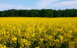 Поле рапса под названием ТРУДИ F1