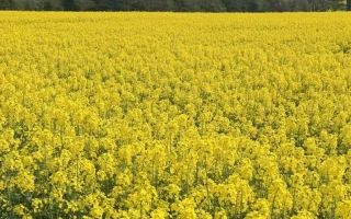 Поле рапса, соответствующее категории Рапс - Юра F1