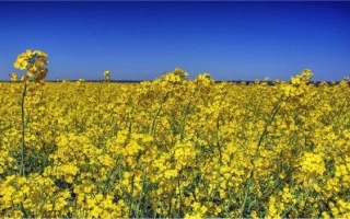 Поле рапса Вектра на фоне синего неба