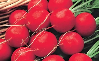 Пакет семян редиса 15 ДНЕЙ с изображением свежих красных корнеплодов