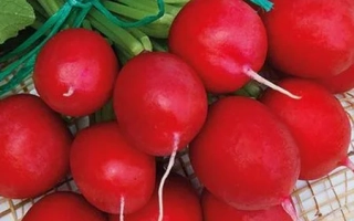 Пакет семян редиса Амур с изображением красных корнеплодов