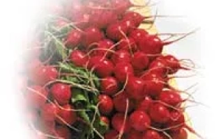 Свежая редиса сорта Анабель F1