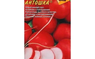 Пакет семян редиса «Антошка» с изображением красных корнеплодов.