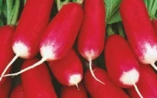 Пакет семян редиса Анжелика с изображением красных корнеплодов