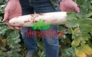 Человек держит белый редис на фоне зелени, логотип МоравоСеед на изображении - Астор