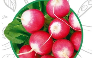 Пакет семян редиса Багрянец