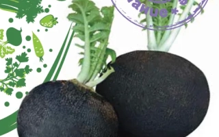 Семена редиса Черномор на зеленом фоне с изображением корнеплодов