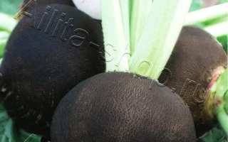 Пакет семян редиса Черноморочка с изображением тёмных корнеплодов