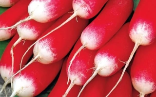 Пакет семян редиса Дамские пальчики