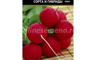 Пакет семян редиса сорта Данко