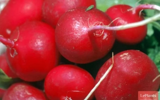 ДУНГАНСЬКИЙ 12/8