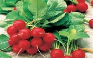 Свежий редис с зелёными листьями на светлом фоне - ДЖОЛЛИ