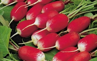 Эсмеральда