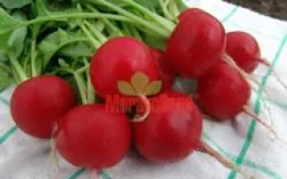 Свежий редис Естер на белой ткани с зеленой полосой