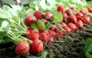 Свежие красные редиски с зелеными листьями на грядке - ФОРТУНА F1