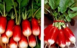 Свежие редиски с зелеными листьями - ФРАНЦУЗСКИЙ ЗАВТРАК