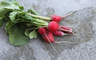 Свежие редисы с зелеными листьями на сером фоне - Информер