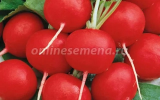 Свежие красные редисы на зелёных листьях - Кардинал