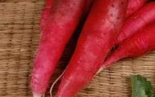 Красная редиска на плетеной подложке - Кармина