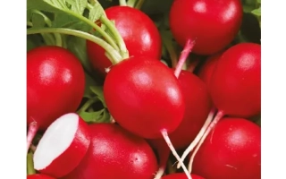 Пакет семян редиса с названием «Клюква в сахаре»