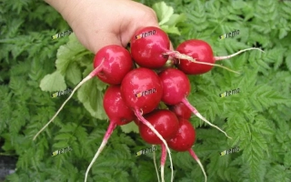 Рука держит свежий редис на фоне зелёной листвы - Кварта