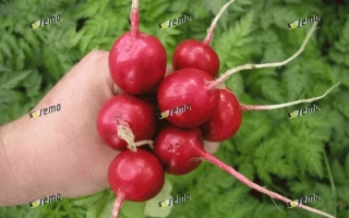 Рука держит свежий красный редис на фоне зелени - Квинта