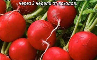 Пакет семян редиса 'МАЛ ДА УДАЛ' с изображением красных корнеплодов