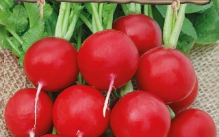 Пакет семян редиса Мария F1