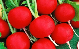 Свежие красные редиски с зелеными черешками на зеленом фоне - Марс