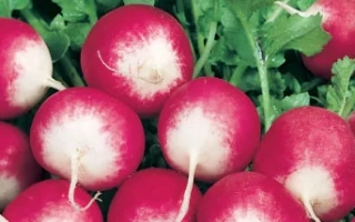 Пакет семян редиса сорта Мажор с изображением корнеплодов