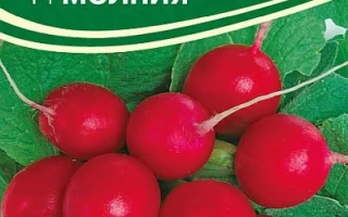 Семена редиса сорта Молния на зеленом фоне