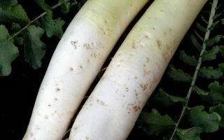 Московский Богатырь