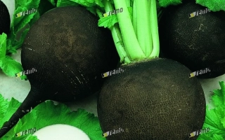 Свежий редис Пантер с зелеными листьями и нарезанными дольками