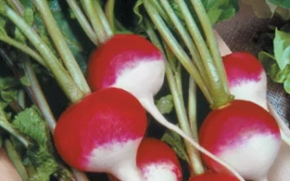 Пакет семян редиса ПРЕМЬЕР с изображением корнеплодов