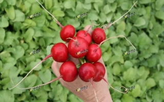 Рука держит свежие красные редисы на фоне зелёной листвы. - Прима
