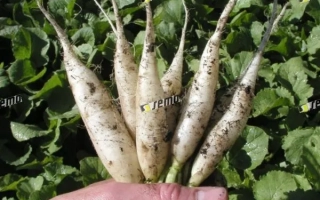 Свежий редис в руке на фоне зелени - РАМПОУЧ