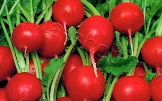 Пакет семян редиса Ранний урожай