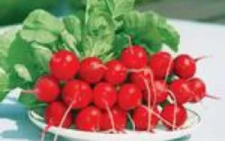 Свежие красные редиски на белой тарелке с зелеными листьями на фоне травы - Ребел