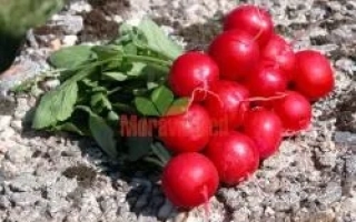 Свежие красные редиски сорта Фараон на камне